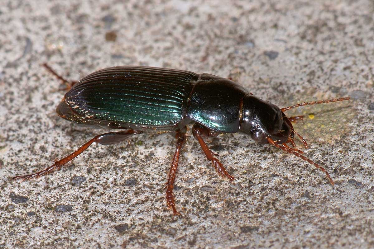 Carabidae: Harpalus rubripes?   S !